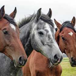 Equine Appraisers