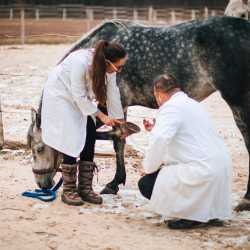 Equine Sports Therapy